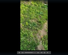 Heracleum sosnowskyi