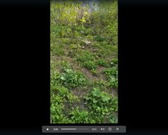 Heracleum sosnowskyi