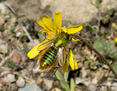 Eulasia pareyssei