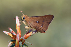 Hesperilla trimaculata
