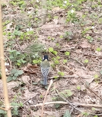 Parus major