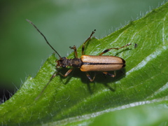 Fallacia elegans