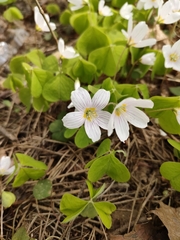 Oxalis acetosella