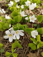 Oxalis acetosella