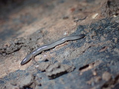 Microplana terrestris