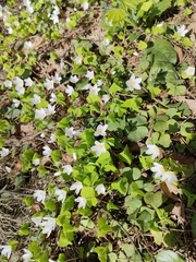 Oxalis acetosella