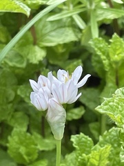 Allium trifoliatum