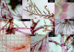 Antithamnion cruciatum