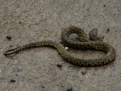 Protobothrops jerdonii