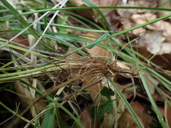 Carex umbrosa