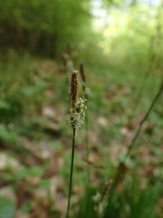 Carex umbrosa