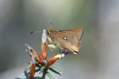 Hesperilla trimaculata