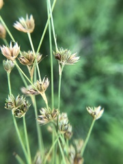 Juncus filipendulus