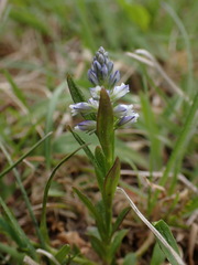 Polygala amarella
