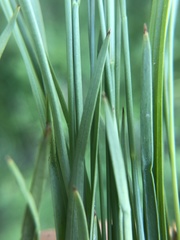 Juncus filipendulus