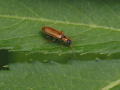 Rhagonycha nigriventris
