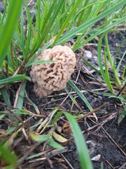 Morchella steppicola