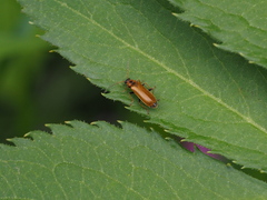 Rhagonycha nigriventris