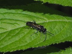 Macrophya alboannulata
