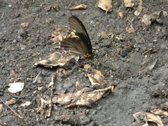 Battus polydamas polydamas