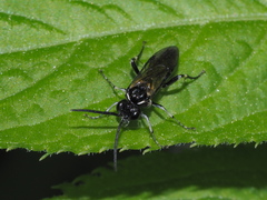 Macrophya alboannulata
