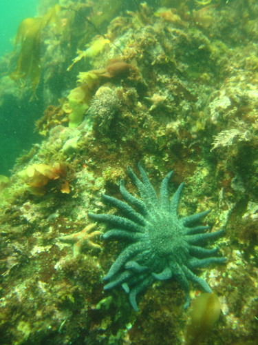 Sunflower Sea Star, photo 10 of 10