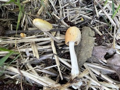 Bolbitius titubans titubans