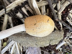 Bolbitius titubans titubans