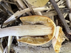 Bolbitius titubans titubans