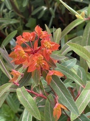 Euphorbia griffithii