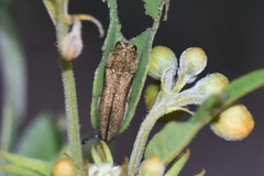 Agrilus obtusus