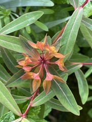 Euphorbia griffithii