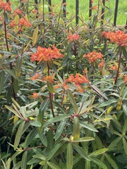 Euphorbia griffithii
