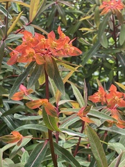 Euphorbia griffithii