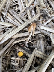 Bolbitius titubans titubans