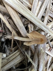 Bolbitius titubans titubans