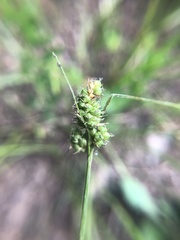 Carex caroliniana