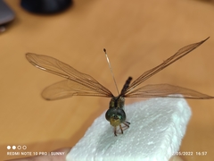 Gynacantha subinterrupta