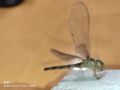 Gynacantha subinterrupta