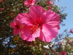 Hibiscus
