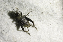 Modicogryllus frontalis