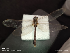 Gynacantha subinterrupta