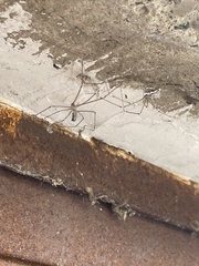 Pholcidae