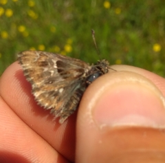 Muschampia floccifera