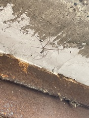 Pholcidae