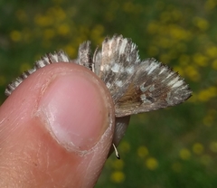 Muschampia floccifera