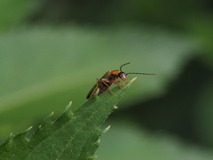 Rhagonycha nigriventris