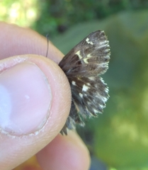 Muschampia floccifera