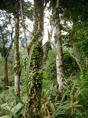 Paragramma longifolia