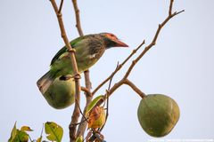 Psilopogon zeylanicus